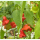 Paprika Rote Glöckchen - Glockenpaprika (Bio-Saatgut)