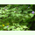 Nicandra physaloides - Peruanische Lampionblume (Saatgut)